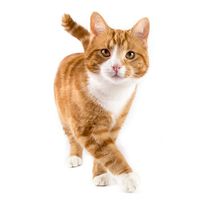 Kastration Katzen | Tierarztpraxis Ullmann in Heidenheim